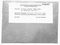 Uromyces polygoni-avicularis image